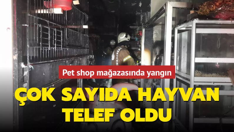 В Стамбуле сгорел зоомагазин вместе со всеми животными