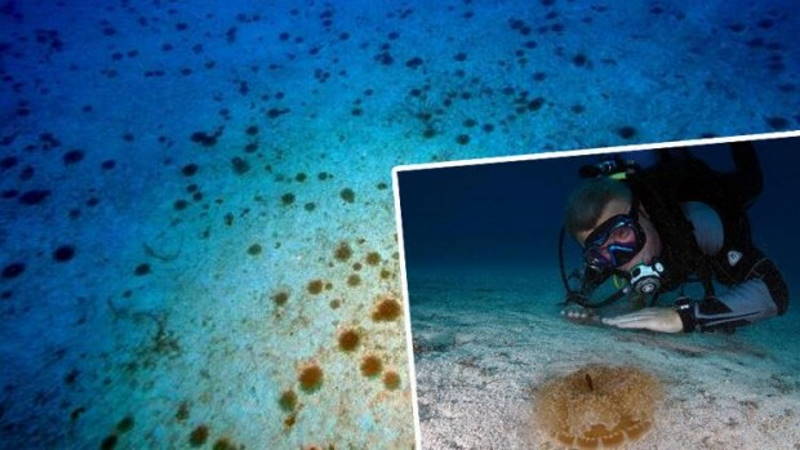 Дайверы Антальи предупреждают об «электрических медузах»