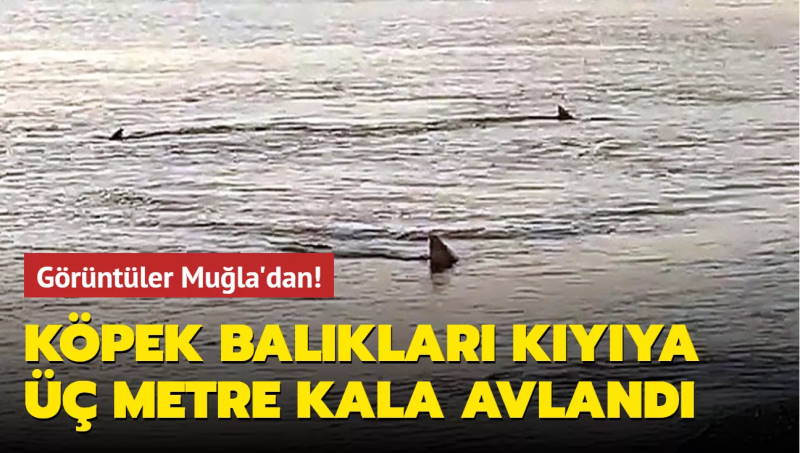 У берегов Муглы замечена стая акул