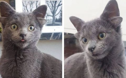 Котенок с 4 ушами из Анкары стал звездой интернета