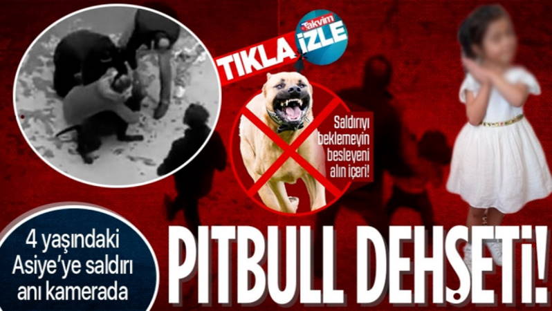 Жизнь 4-летней Асии под угрозой после нападения 2 питбулей