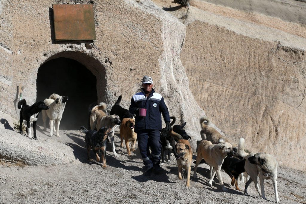 Новый турецкий реабилитационный центр решит проблему бездомных собак