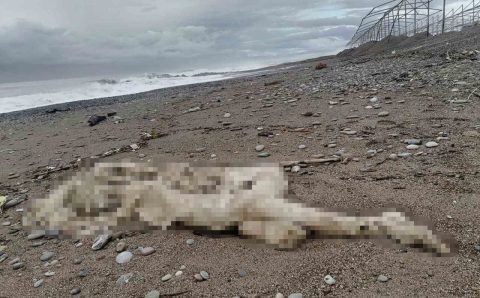 На пляже Манавгата обнаружено тело без головы и правой руки