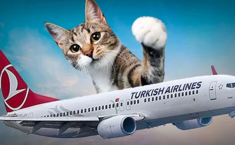 Самолет THY прервал взлет из Стамбула из-за кошки