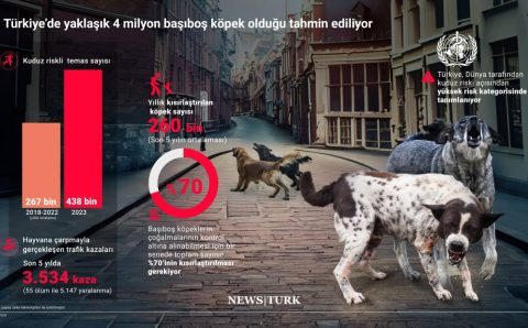 В Турции почти 4 000 000 бродячих собак